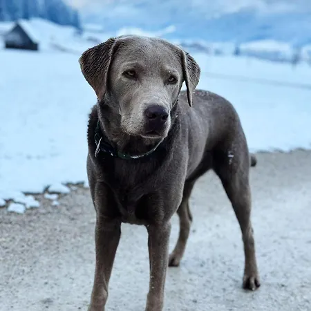 아파트 Dachstein 7 고사우