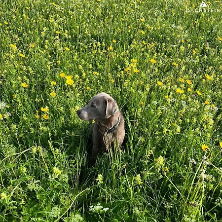 Dachstein 7 아파트