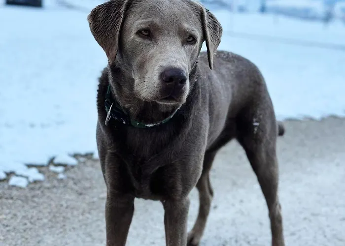 شقة Dachstein 7 غوساو