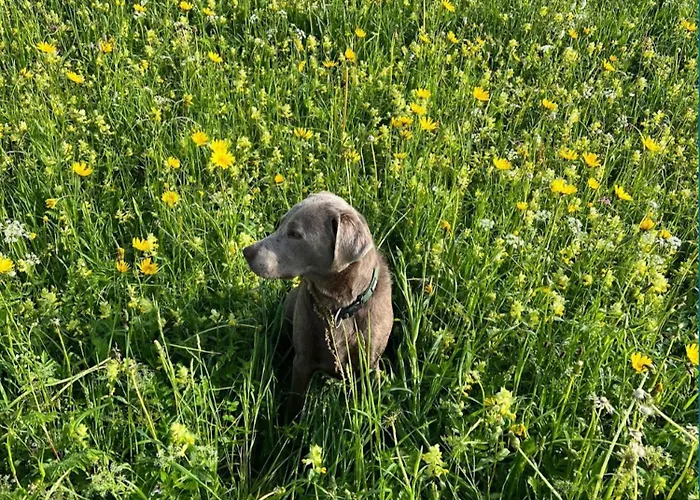 Dachstein 7 Apartment